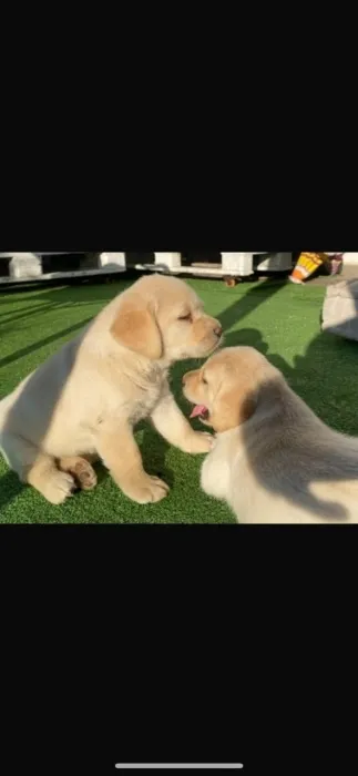 labrador