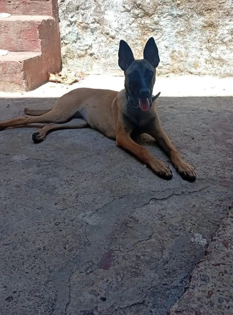 Malinois Femelle