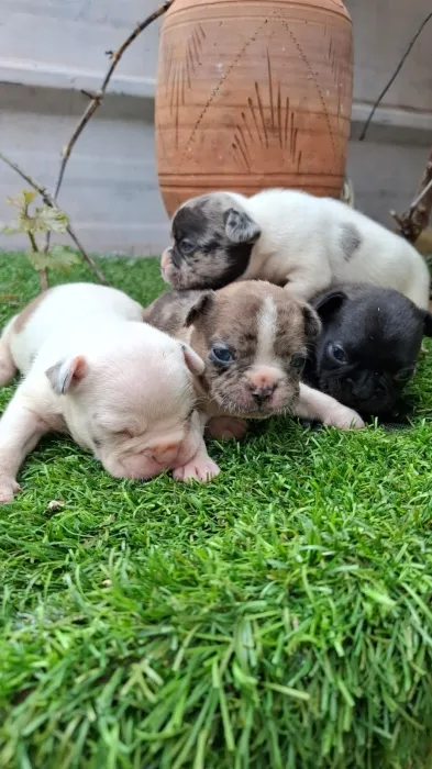 Bulldog Français