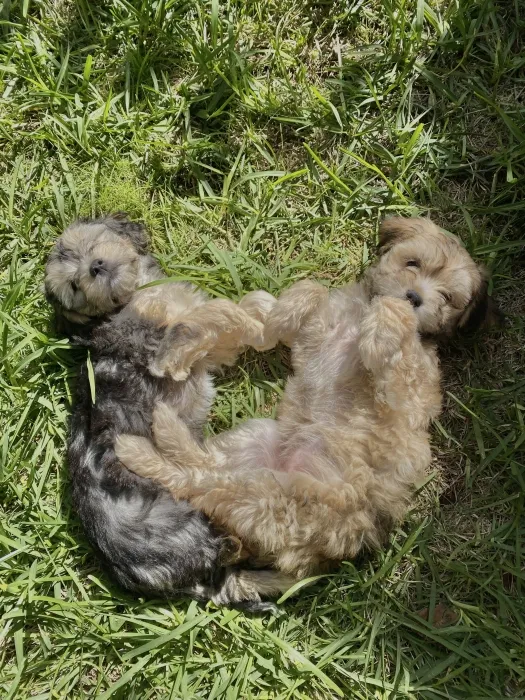 Bichons havanais