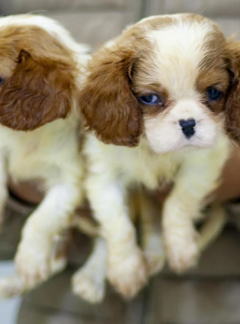 Magnifique chiot femelle CAVALIER KING CHARLES