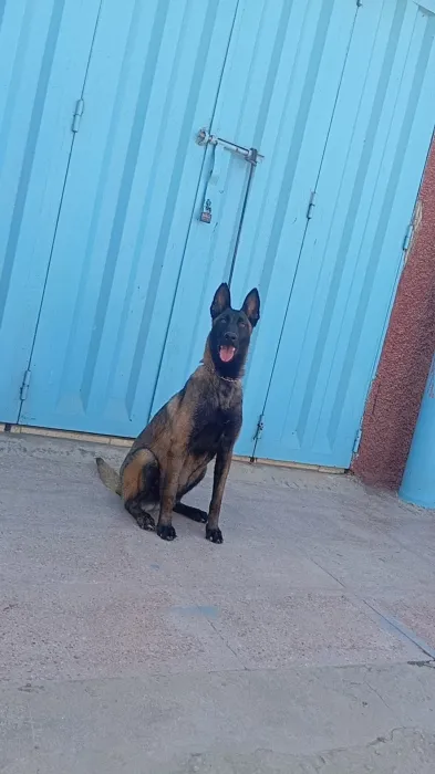 Super femelle malinois charboni