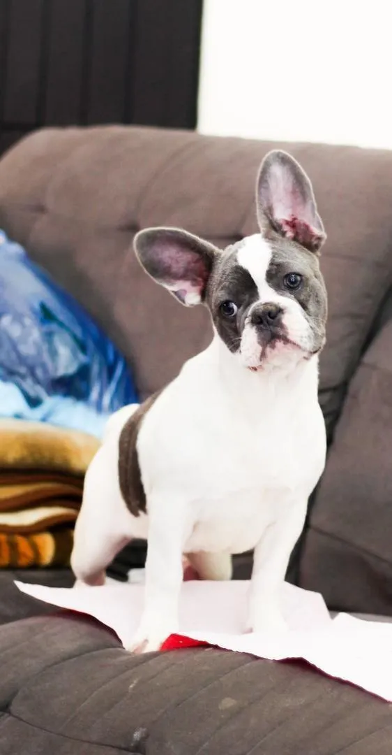 Magnifique chiot bulldog français exotique