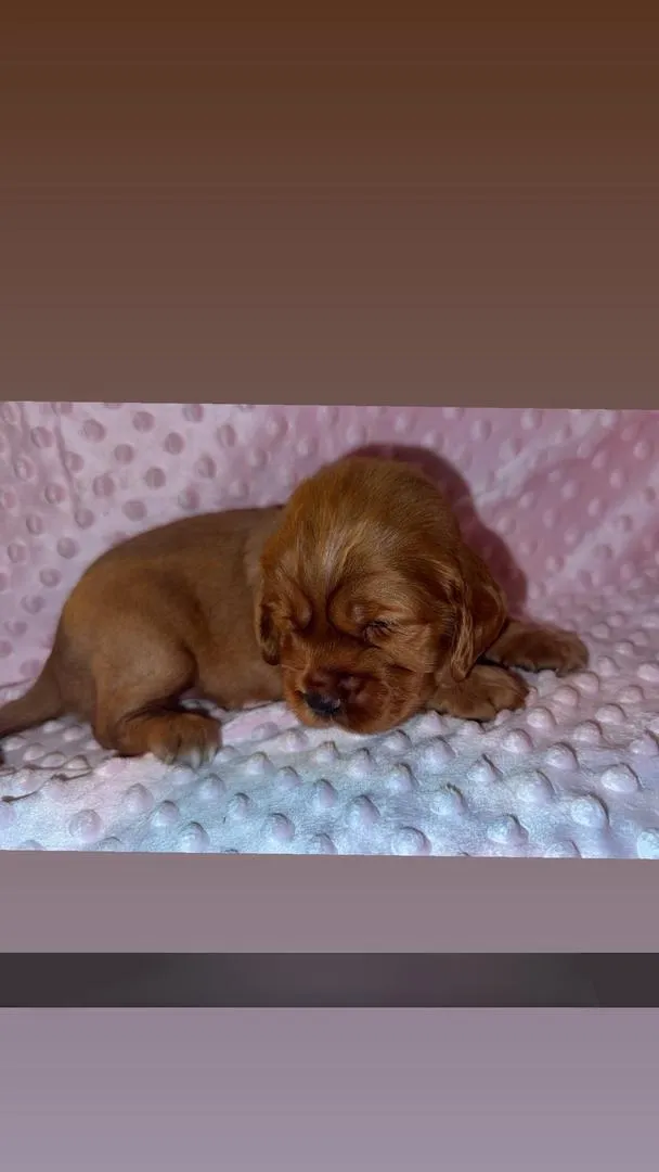 magnifiques chiots cocker spaniel