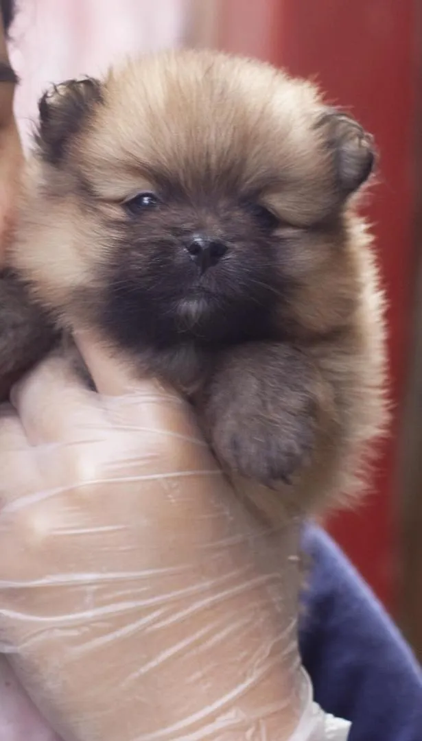 chiot loulou de pomeranie nain