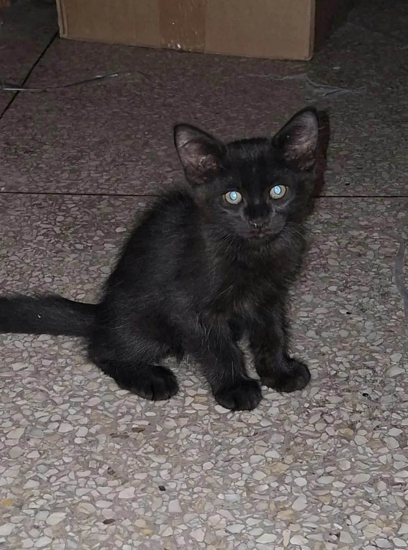 6 chatons à adopter