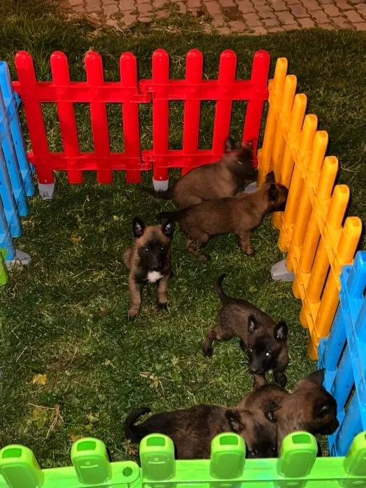 Berger Belge Malinois 🐾
