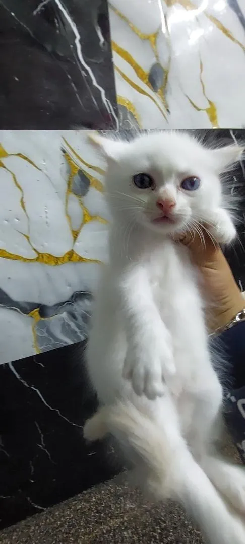 Chats angora et siamois blancs