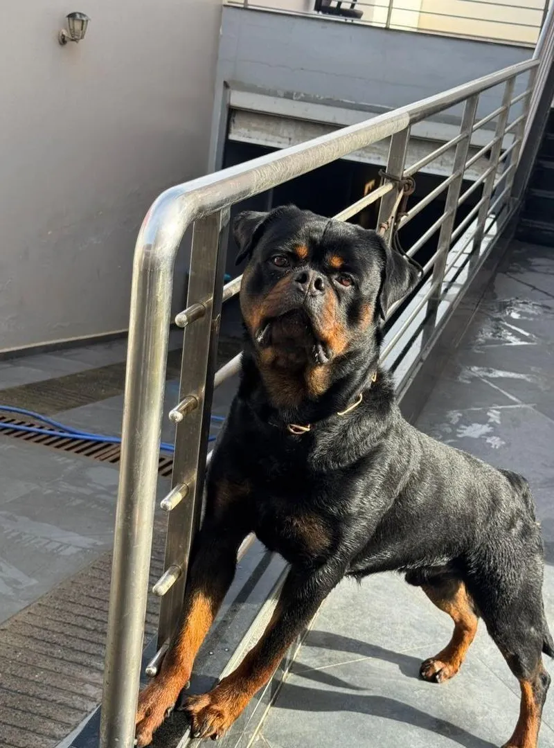 Rottweiler fils du Champion