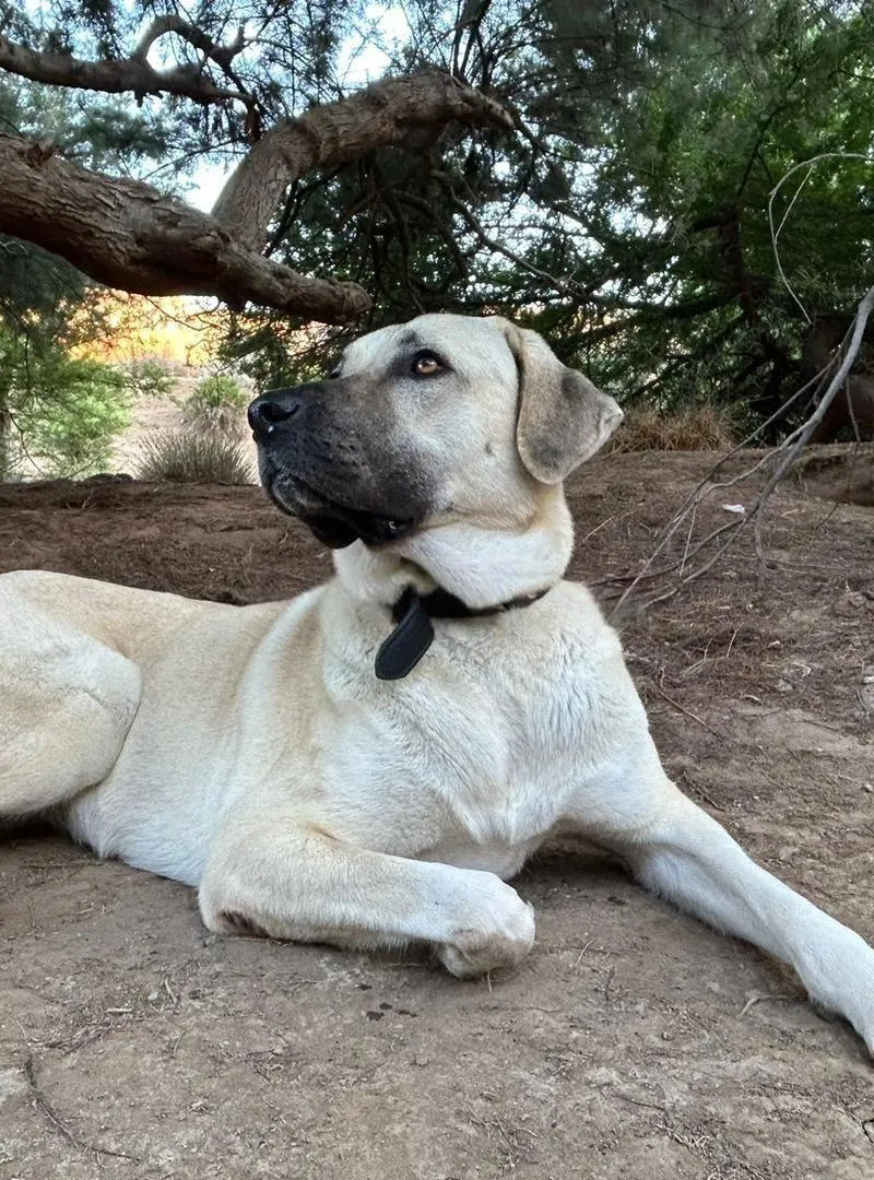 Magnifique femelle Kangal LOF – 5 ans – Pure race