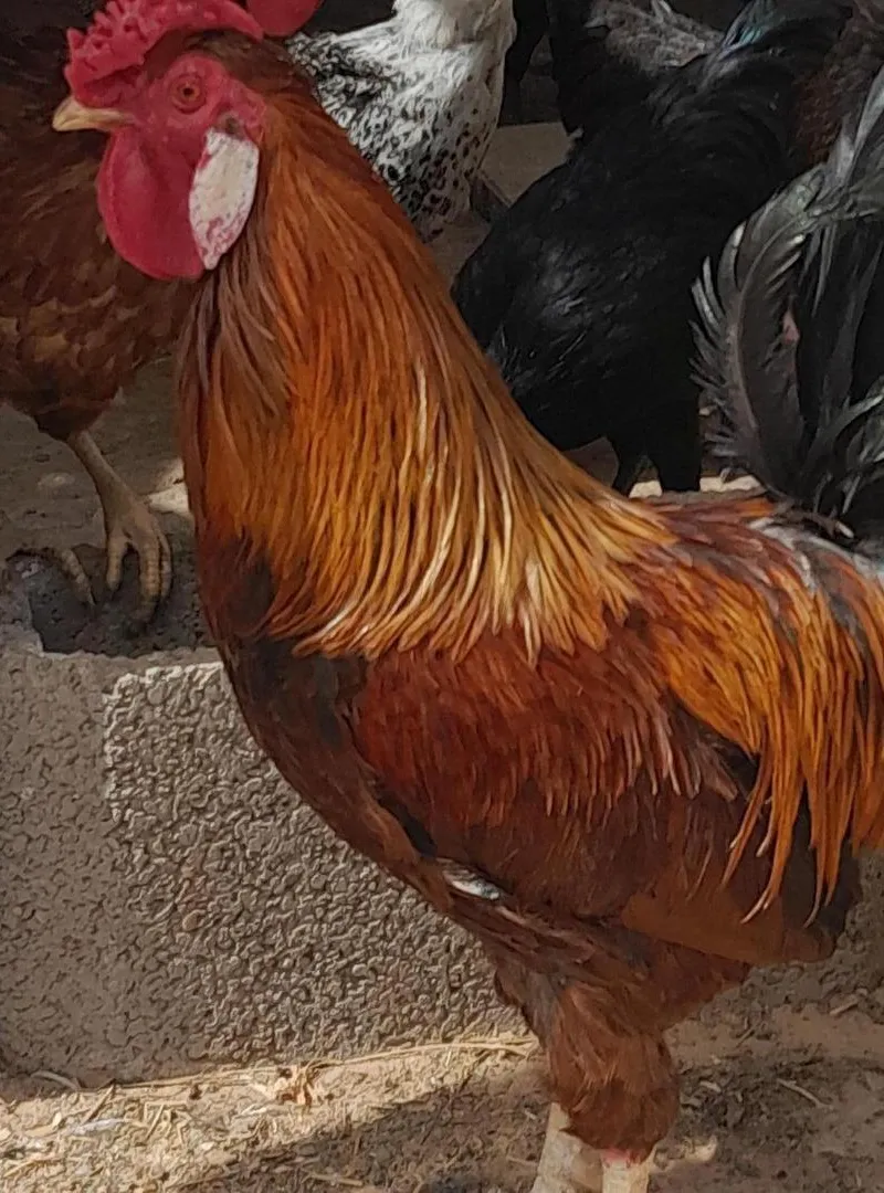 Poules pondeuses locales