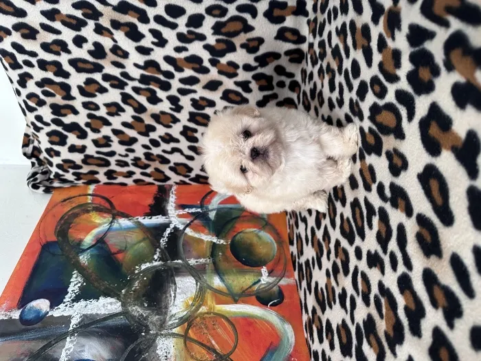 Canich shihtzu