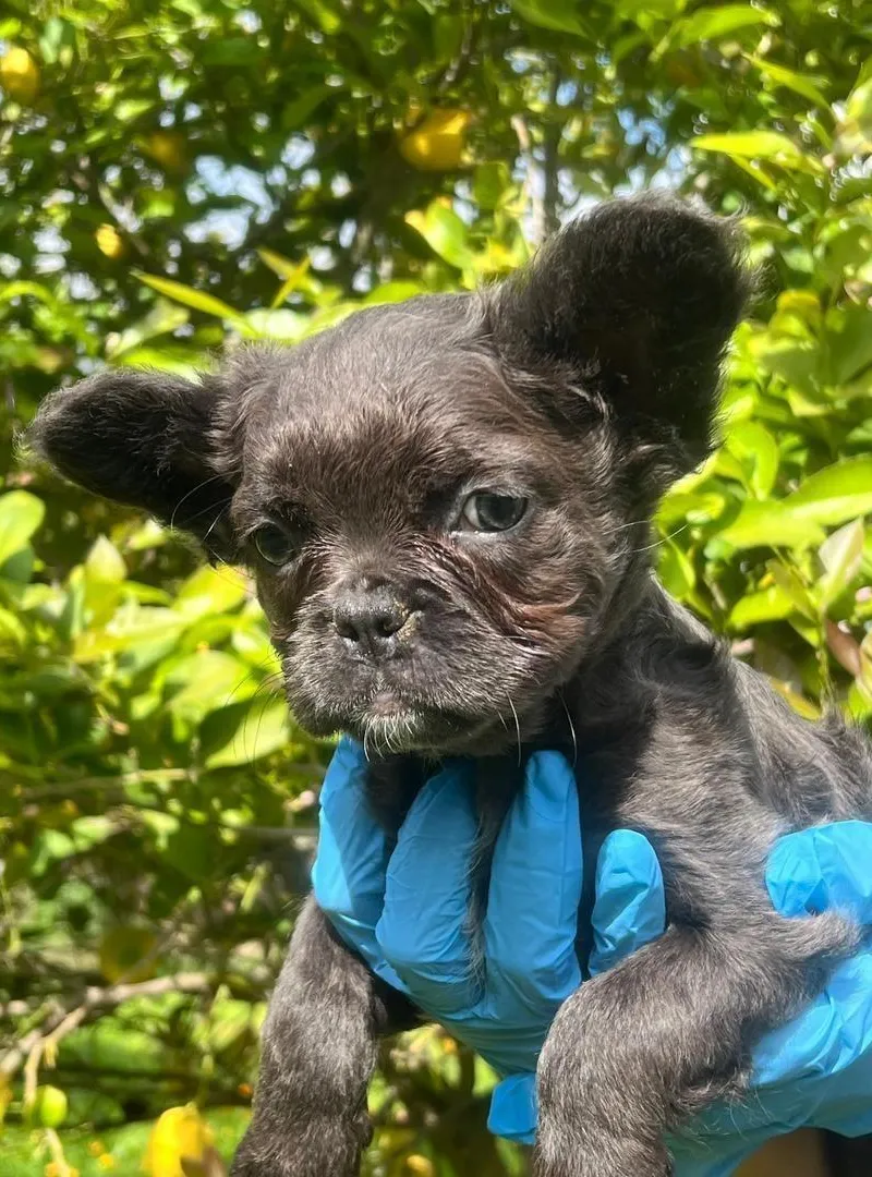 Un petit Chien pour Un petit Logement