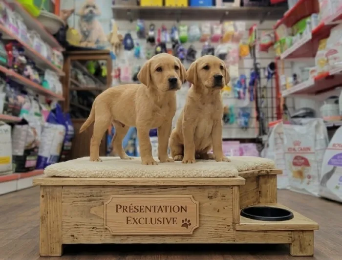 Labrador