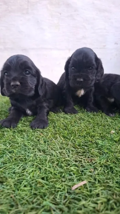 Cocker spaniel