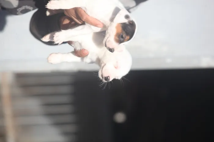 magnifiques chiots jack russel
