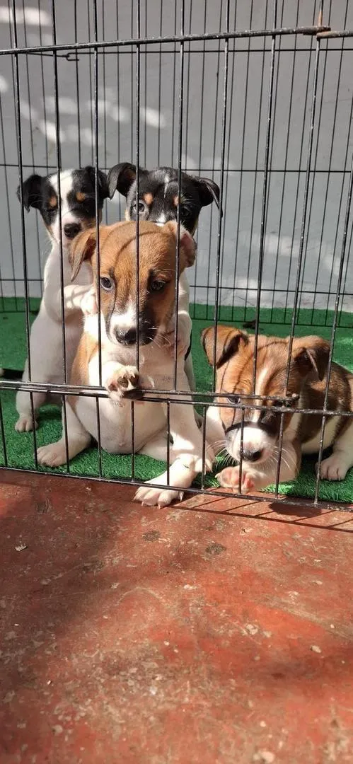 Jack Russel