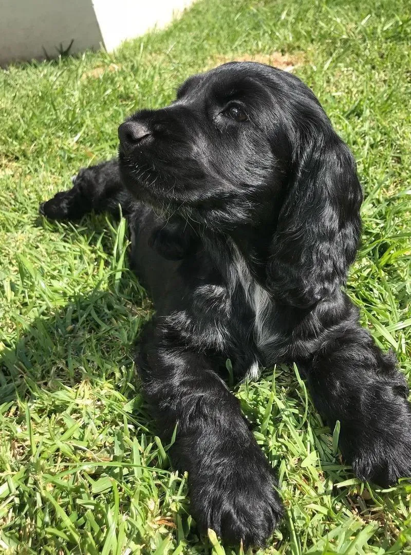 Cocker anglais