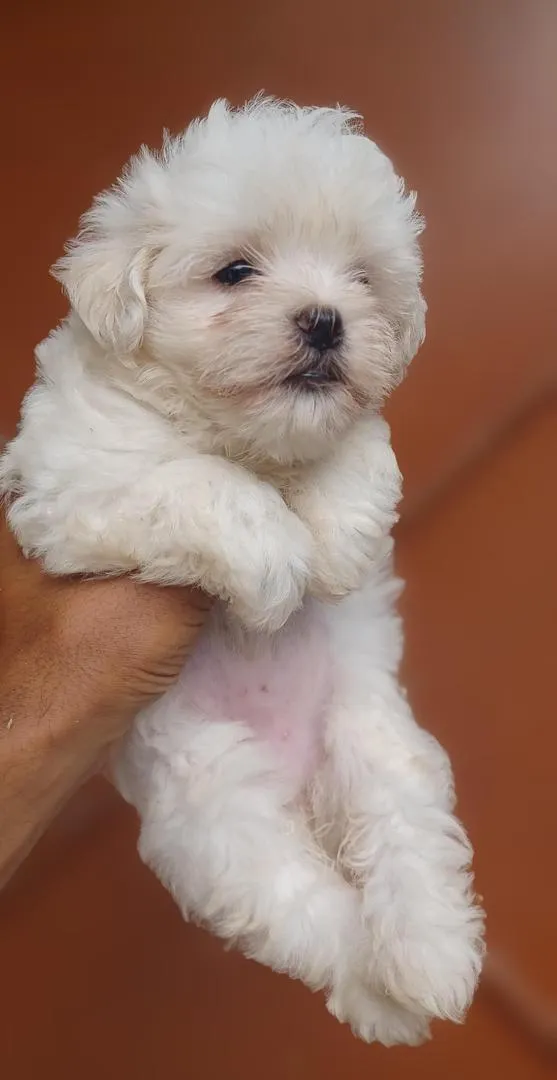 Bichon maltais nain