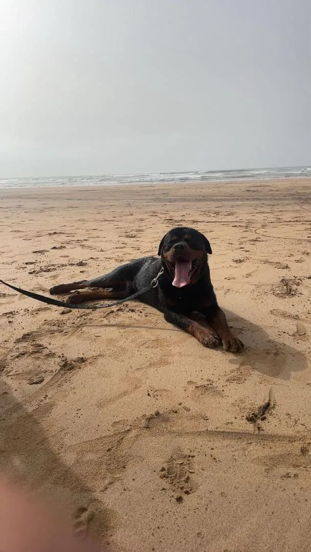 Chien Rottweiler à vendre