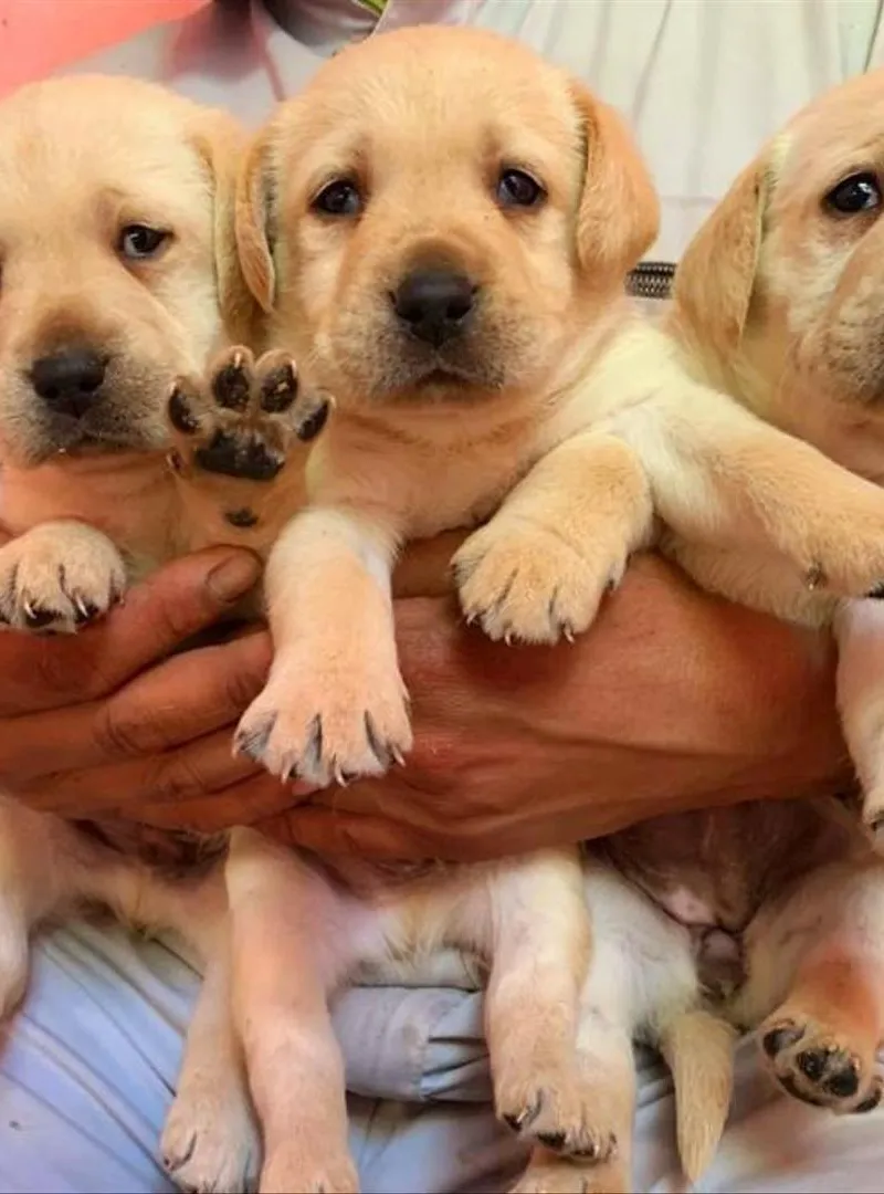 Labrador retriever