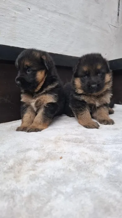 Berger Allemand