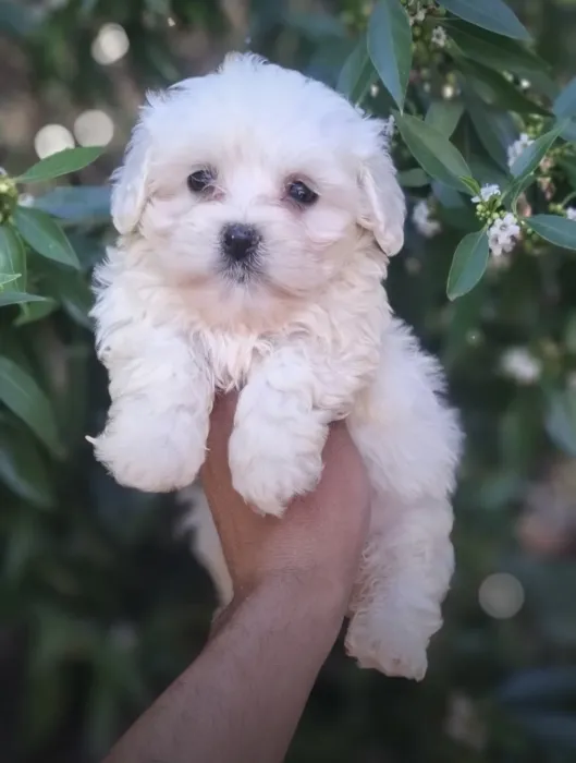 Bichon Maltais