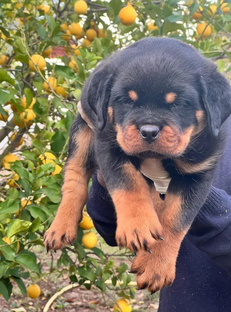 Magnifique Chiot rottweiler pedigree