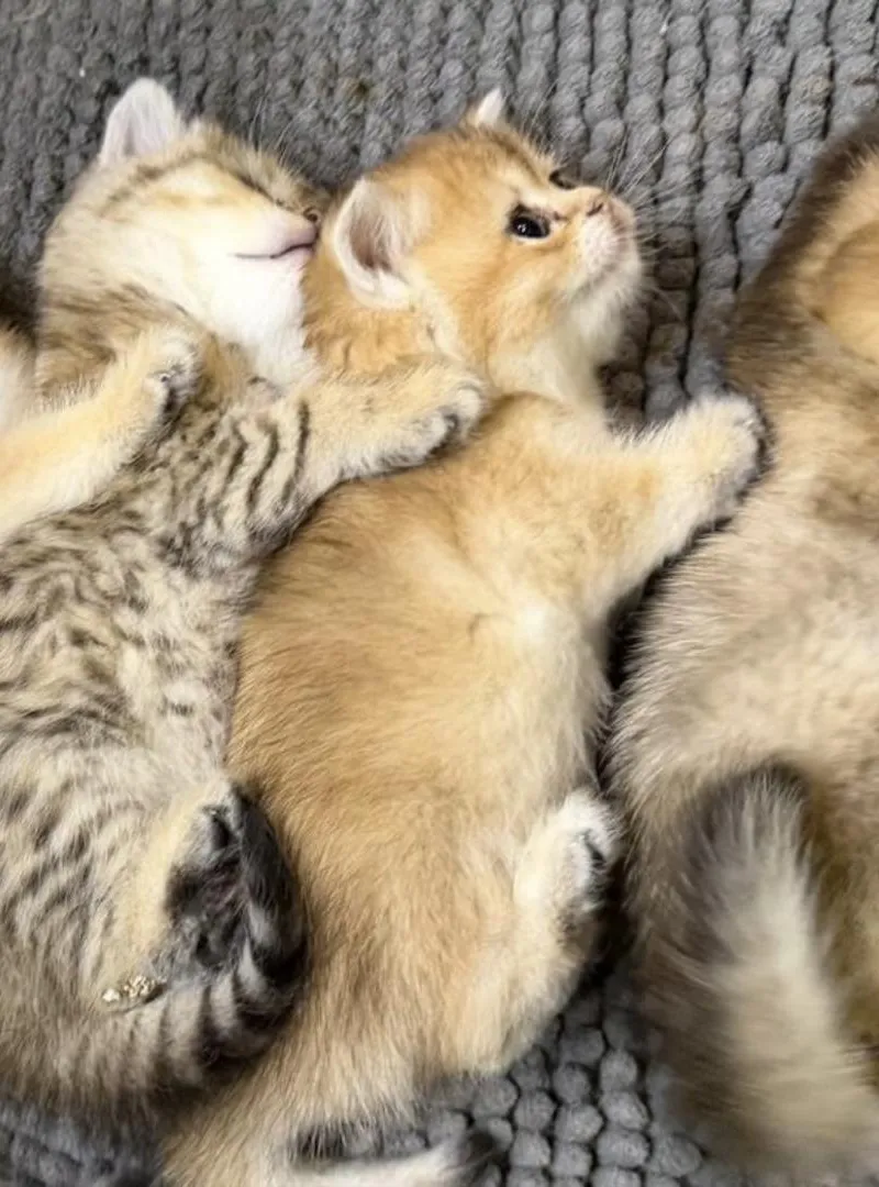 Chatons Scottish Straight avec Pedigree