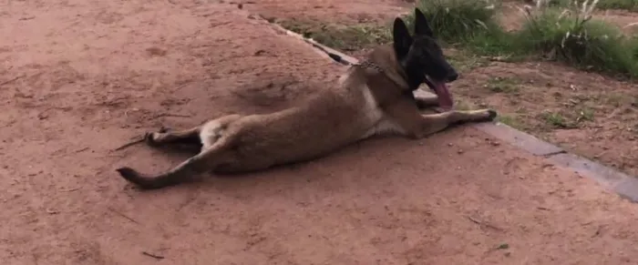 malinois à vendre