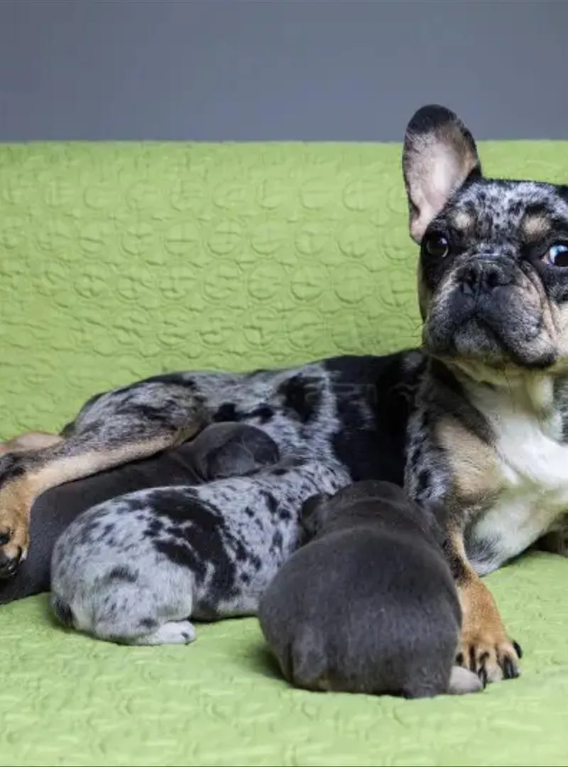 Bouledogue français