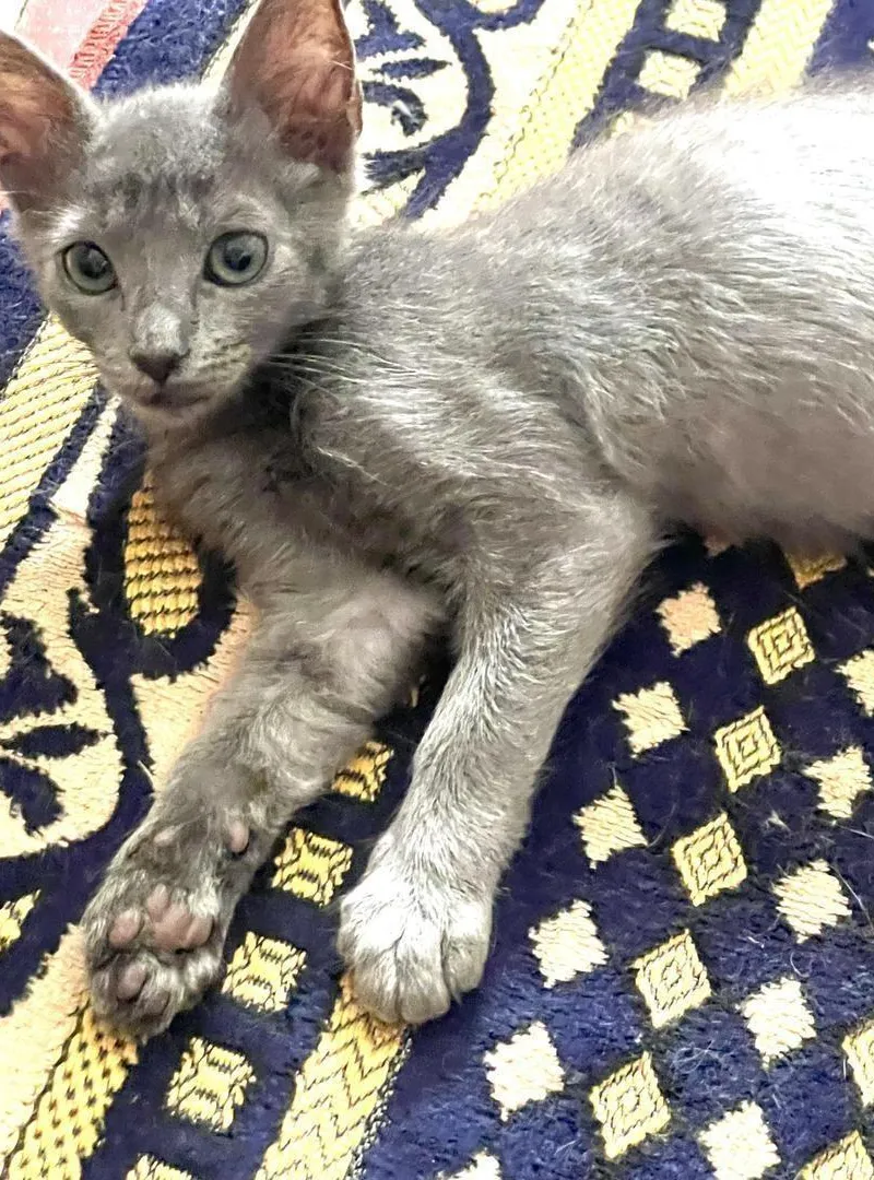 Chaton à adopter