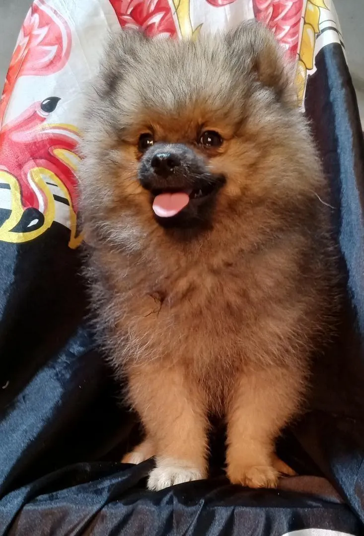 Loulou Pomeranian à prix raisonnable