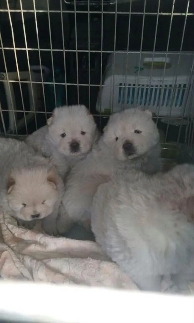 chiots chow chow race pure