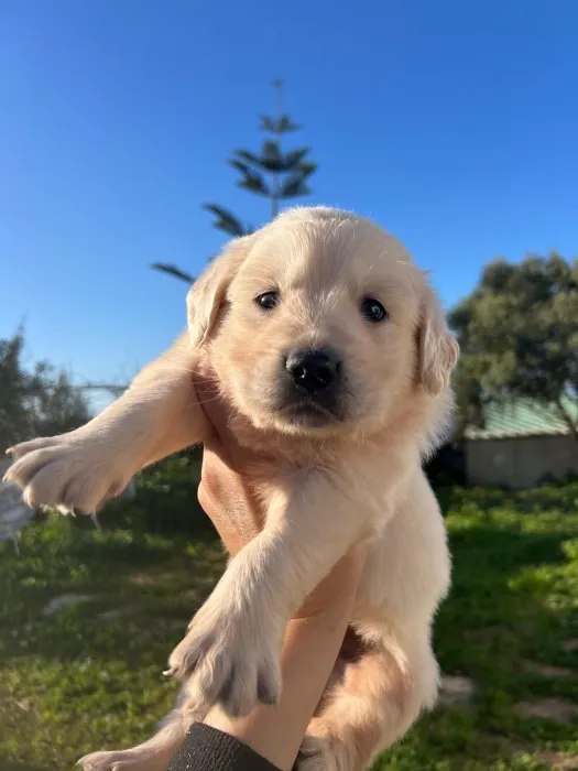 Golden retriever