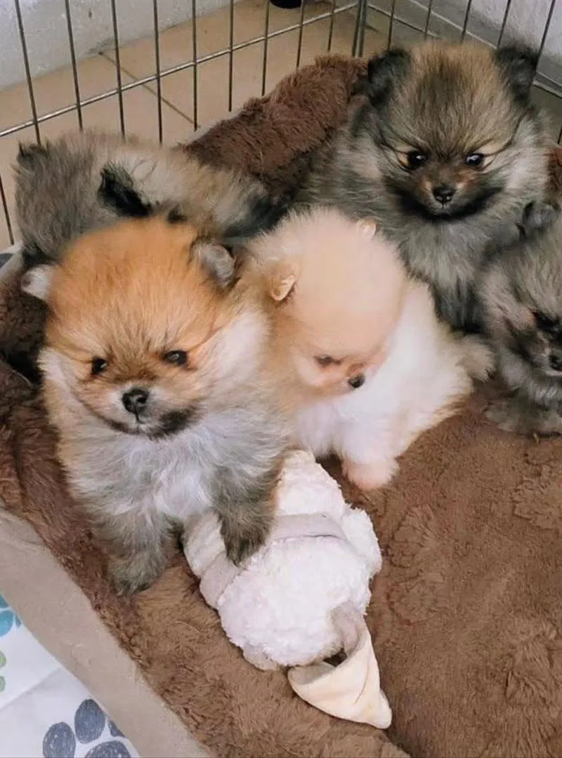 Spitz pomeranien Nain