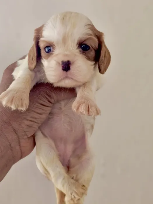 Cavalier King Charles