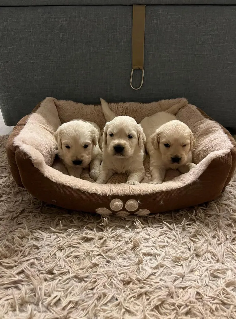 Golden retriever