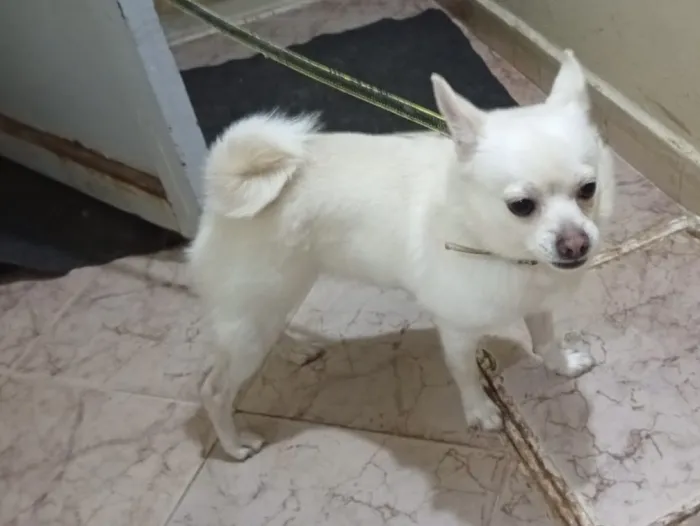 Chihuahua femelle