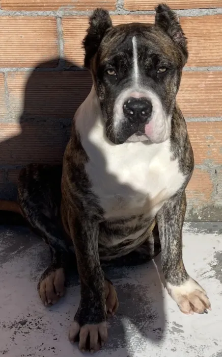 American Staffordshire Terrie