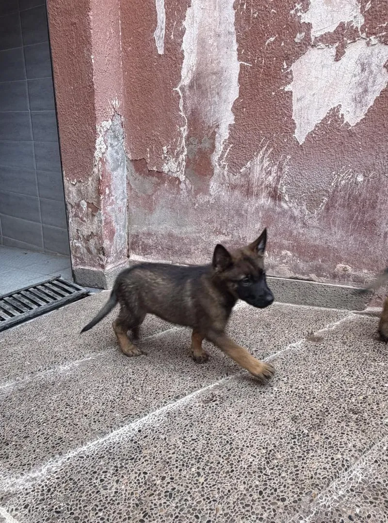 Berger malinois