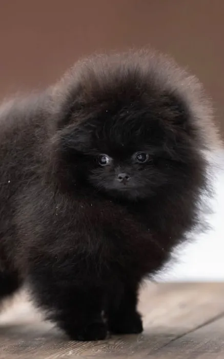 Spitz Poméranian