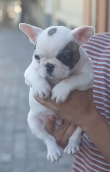 magnifique chiots bulldog francais