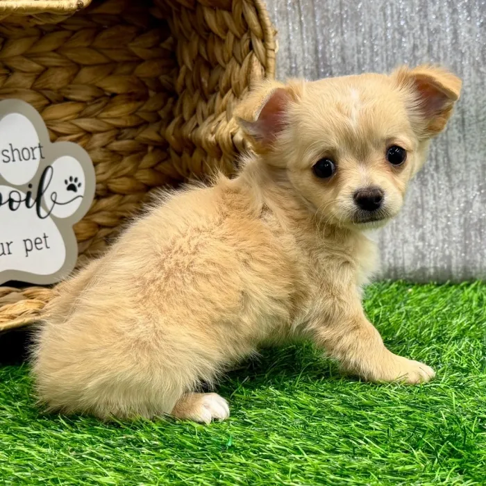 Chihuahua puppy