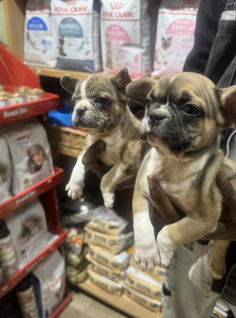Adorables chiots Bouledogue Français exotique pure