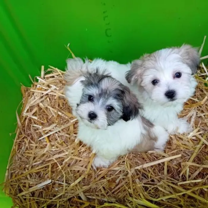 Bichon havanais