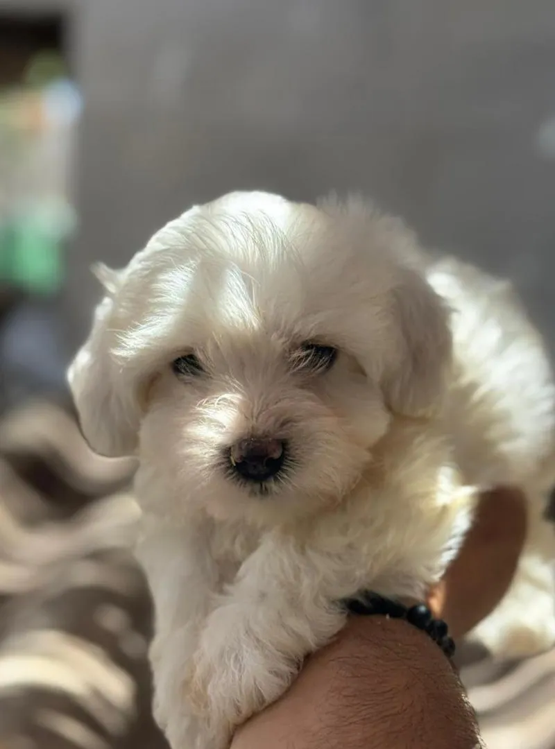 Chiots Bichon Maltais nain pure race