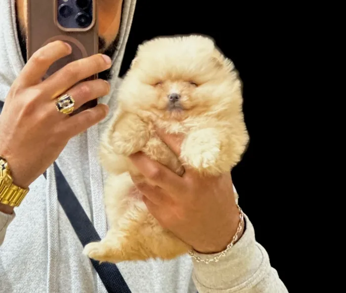 Spitz Nain Loulou de Pomeranie