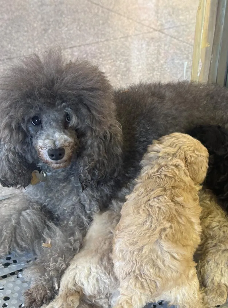 Adorables chiots Poodle nain