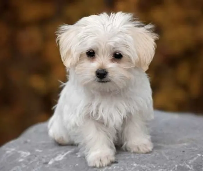 Magnifique portée de la race bichon maltais pure race